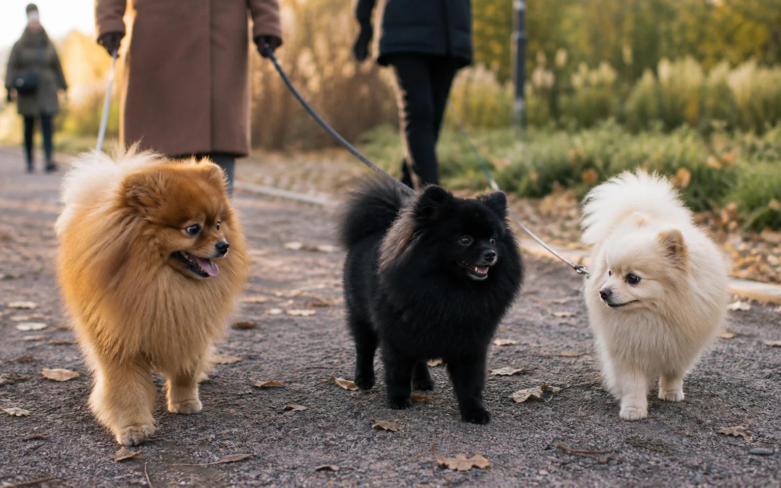 Kolm eri värvi pomeraniani koos pargis